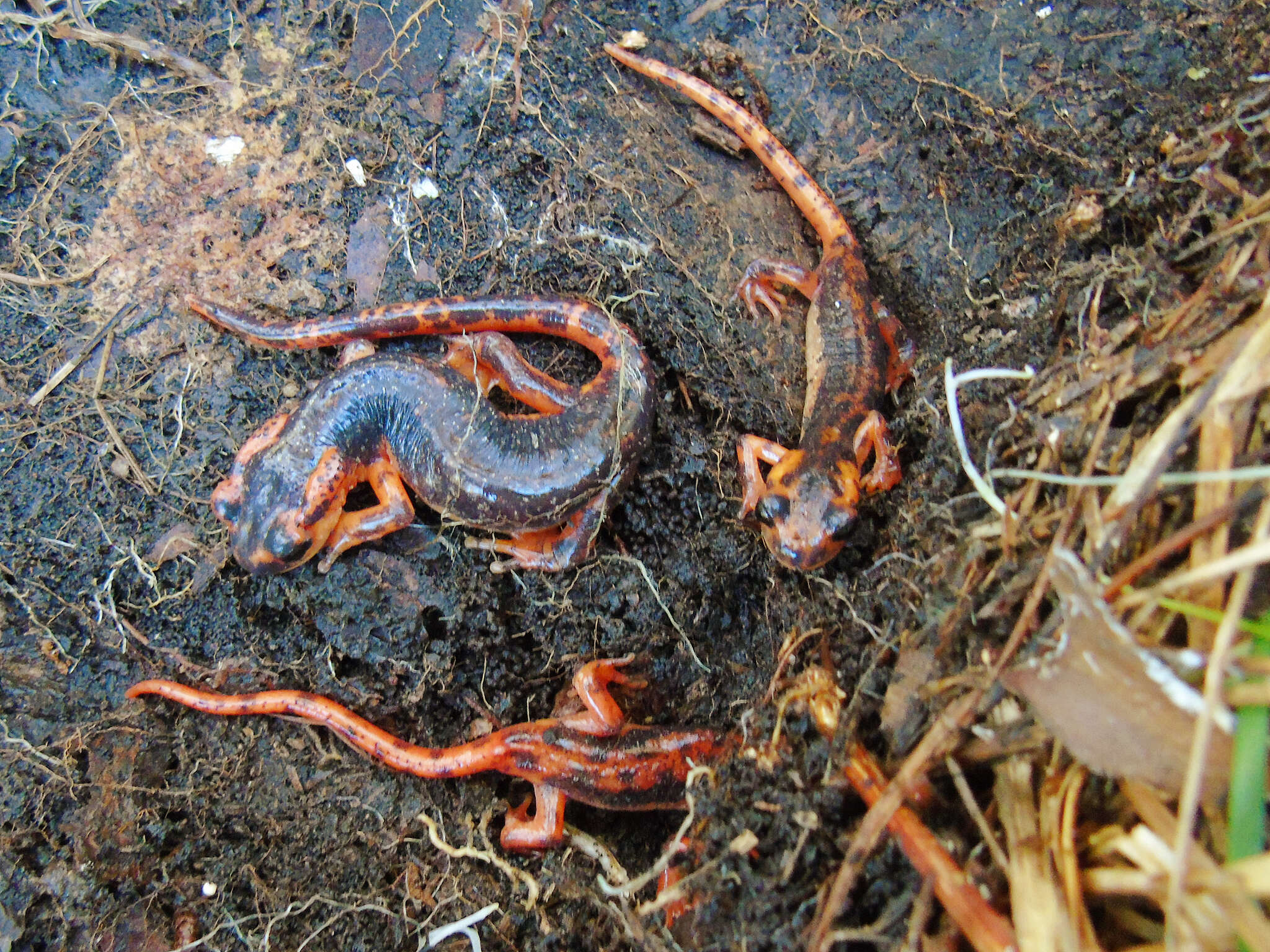 Image of Lyciasalamandra fazilae (Basoglu & Atatür 1975)
