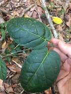 صورة Leichhardtia racemosa (F. Muell. ex Benth.) P. I. Forst.