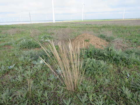 Image of Steppe mouse