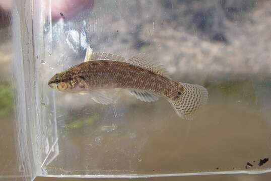 Image of Crown darter