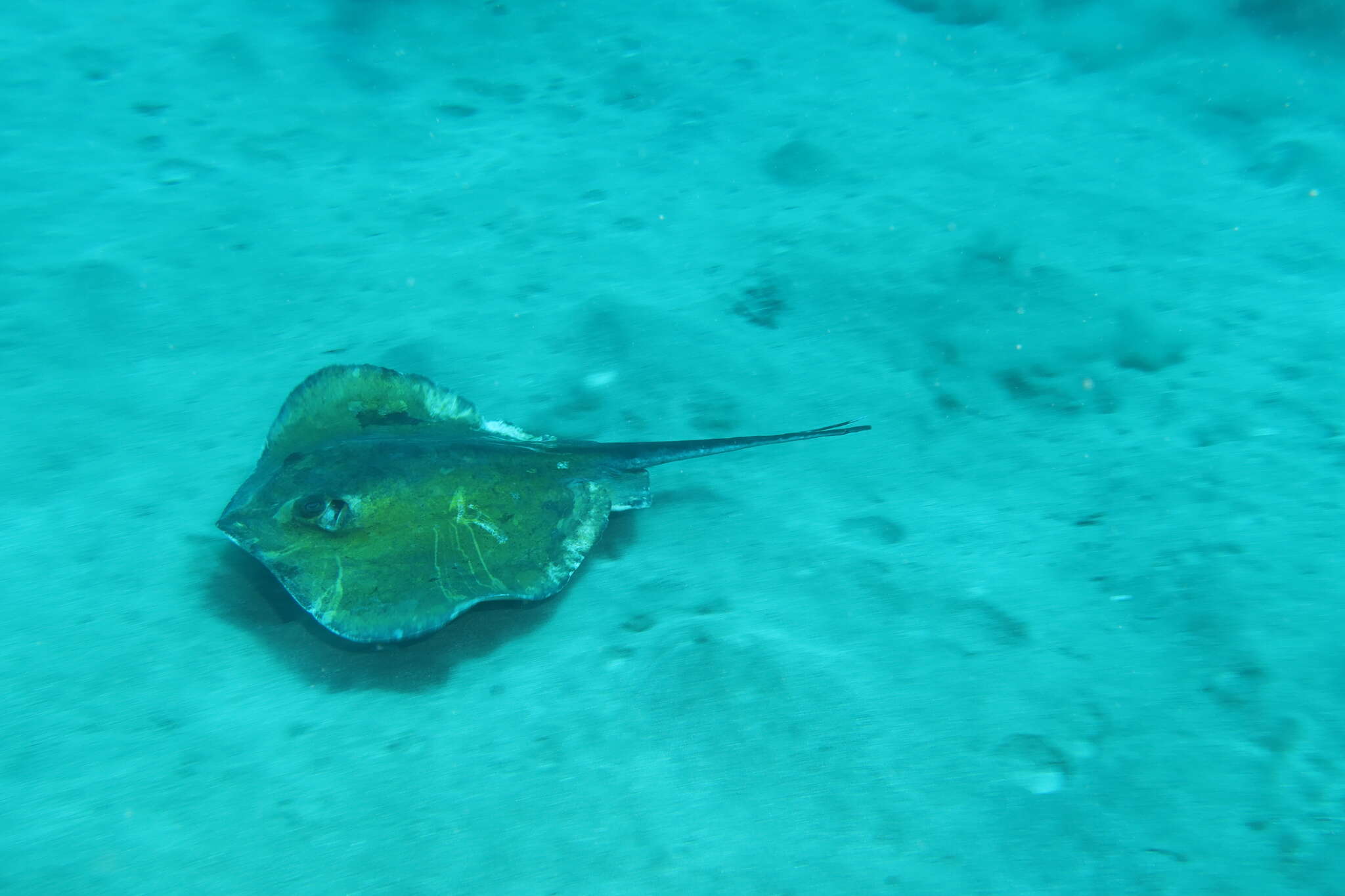 Image of Tortonese's stingray