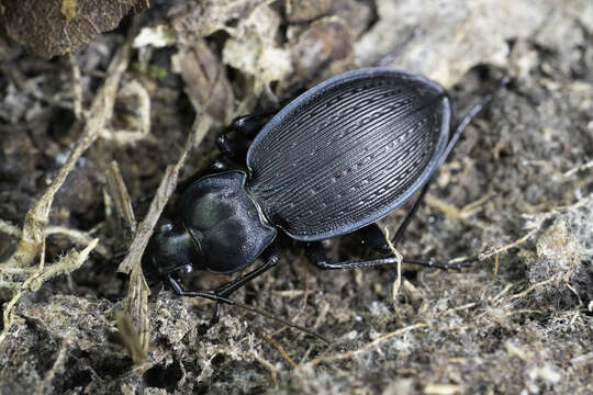 Image of Carabus (Carabus) goryi Dejean 1831