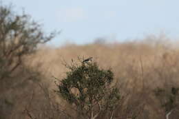 Image of Fischer's Starling