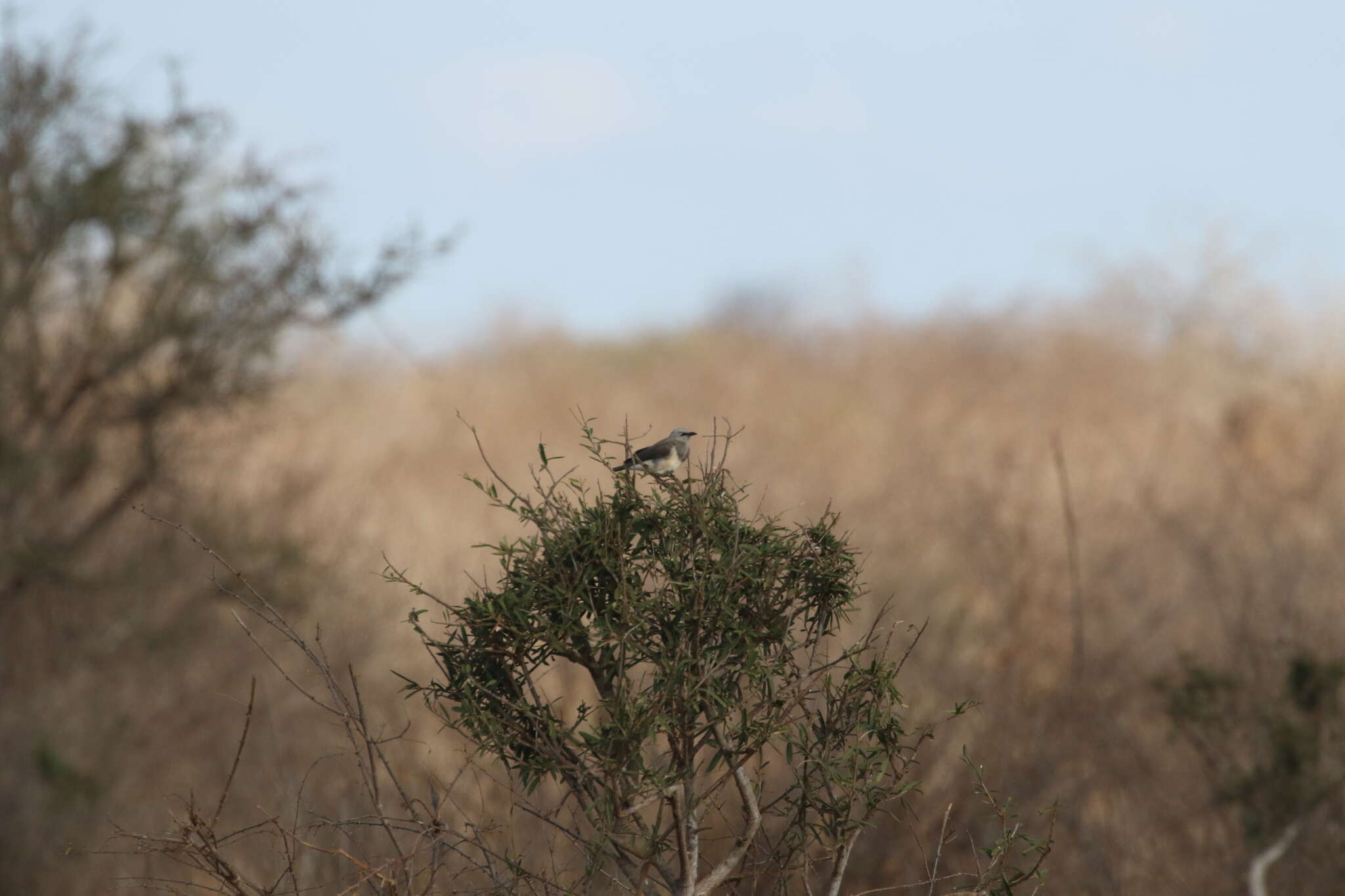 Image of Fischer's Starling