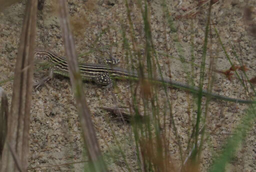 Слика од Cnemidophorus lemniscatus (Linnaeus 1758)