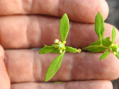 Sivun Monotaxis macrophylla Benth. kuva