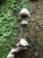 Image of Calyptella totara (G. Cunn.) W. B. Cooke 1961