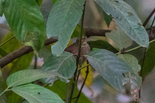 Image of Little Greenbul