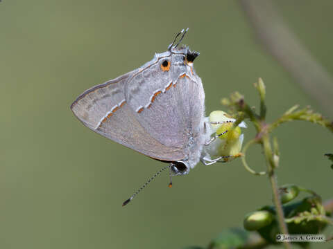 Image of Red-lined Scrub-Hairstreak