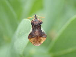 Image of Phymata crassipes (Fabricius 1775)