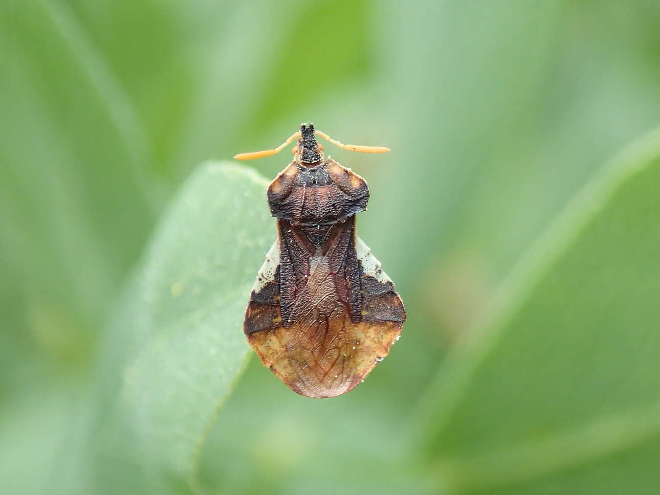 Imagem de Phymata crassipes (Fabricius 1775)