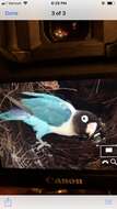 Image of Yellow-collared Lovebird