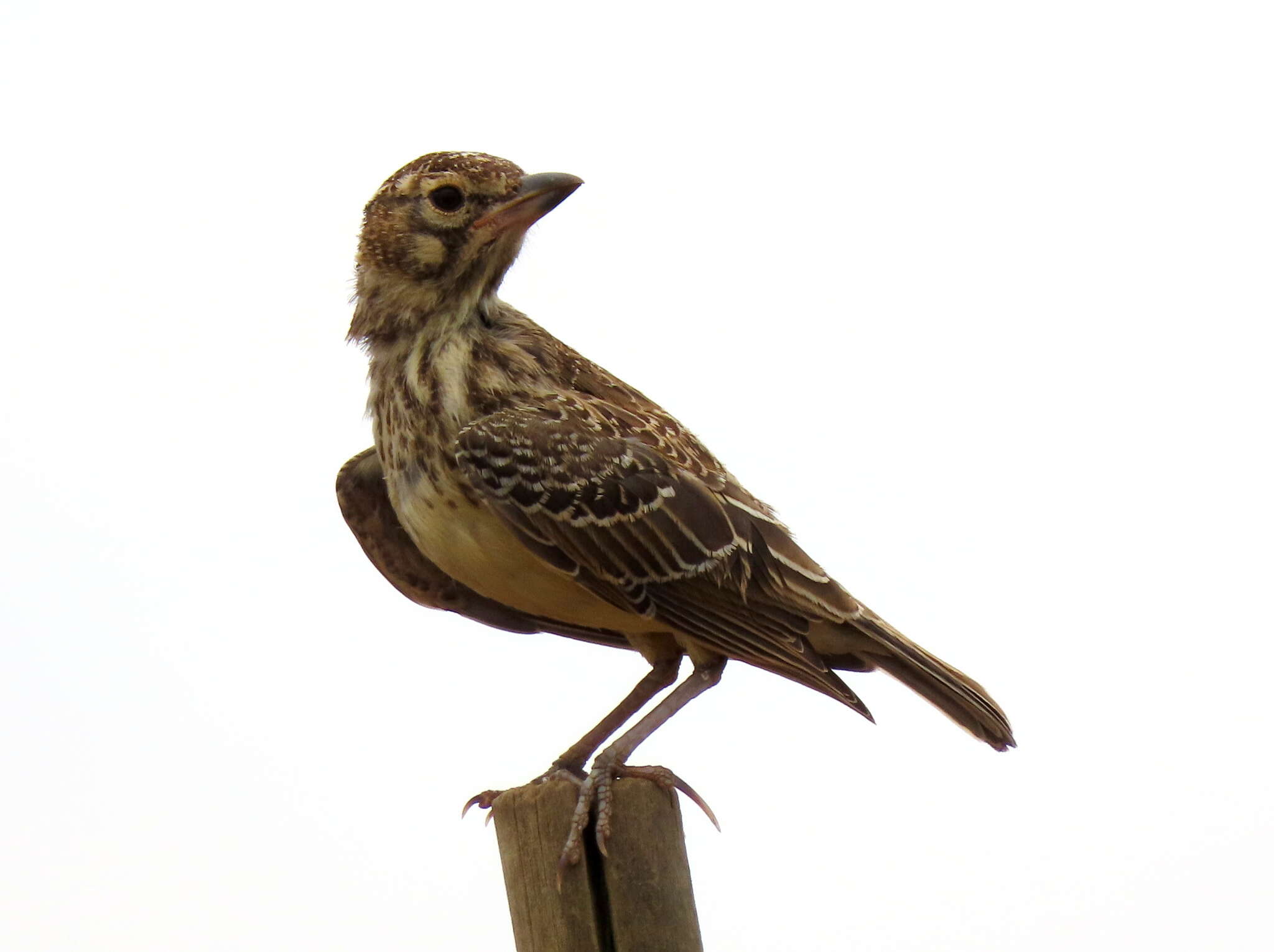 Image of Galerida magnirostris magnirostris (Stephens 1826)