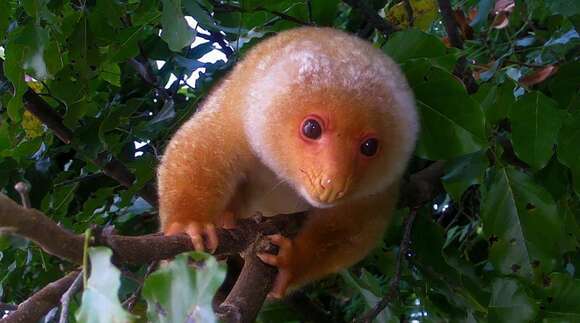 Image of Common Spotted Cuscus