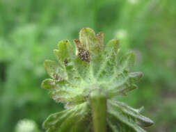 Image of Peronospora lamii