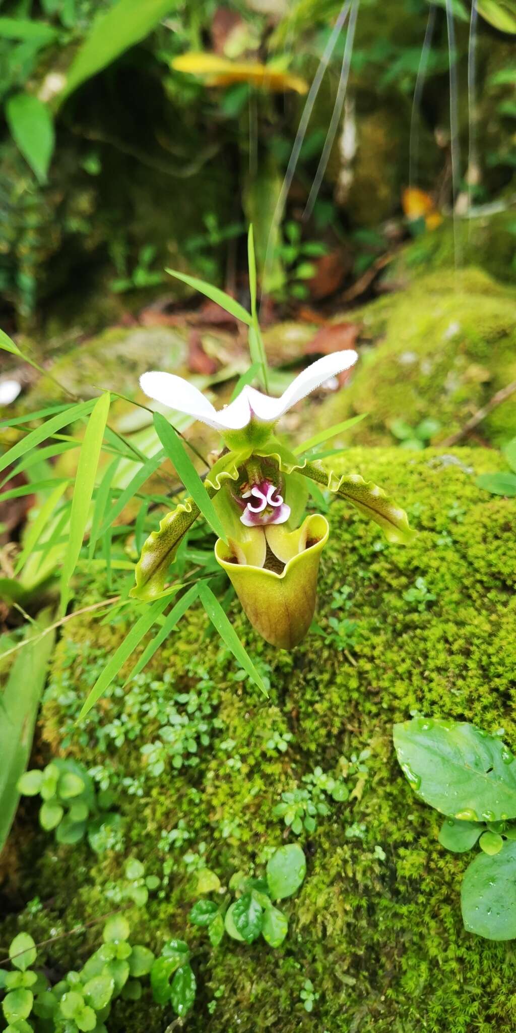 Image de Paphiopedilum spicerianum (Rchb. fil.) Pfitzer