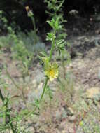 Sivun Verbascum orientale (L.) All. kuva