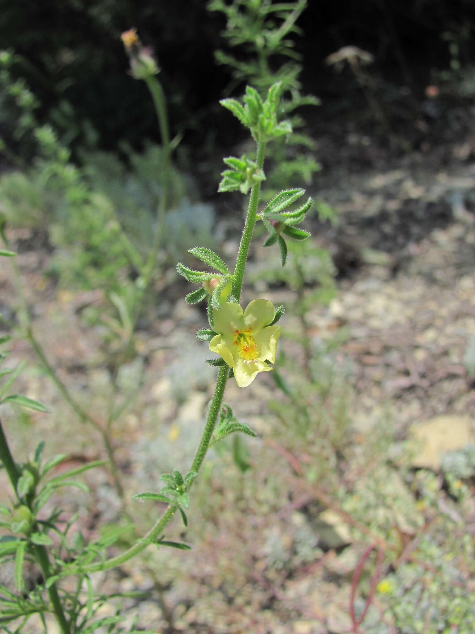 Sivun Verbascum orientale (L.) All. kuva