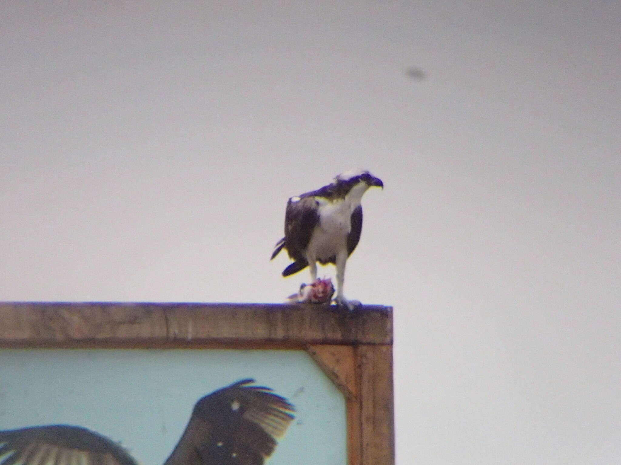 Image of ospreys