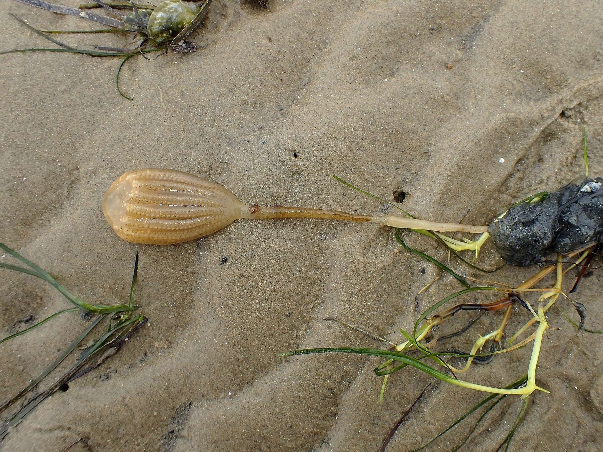 Image of Sycozoa pulchra (Herdman 1886)