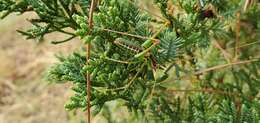 Image of Common Short-winged Katydid