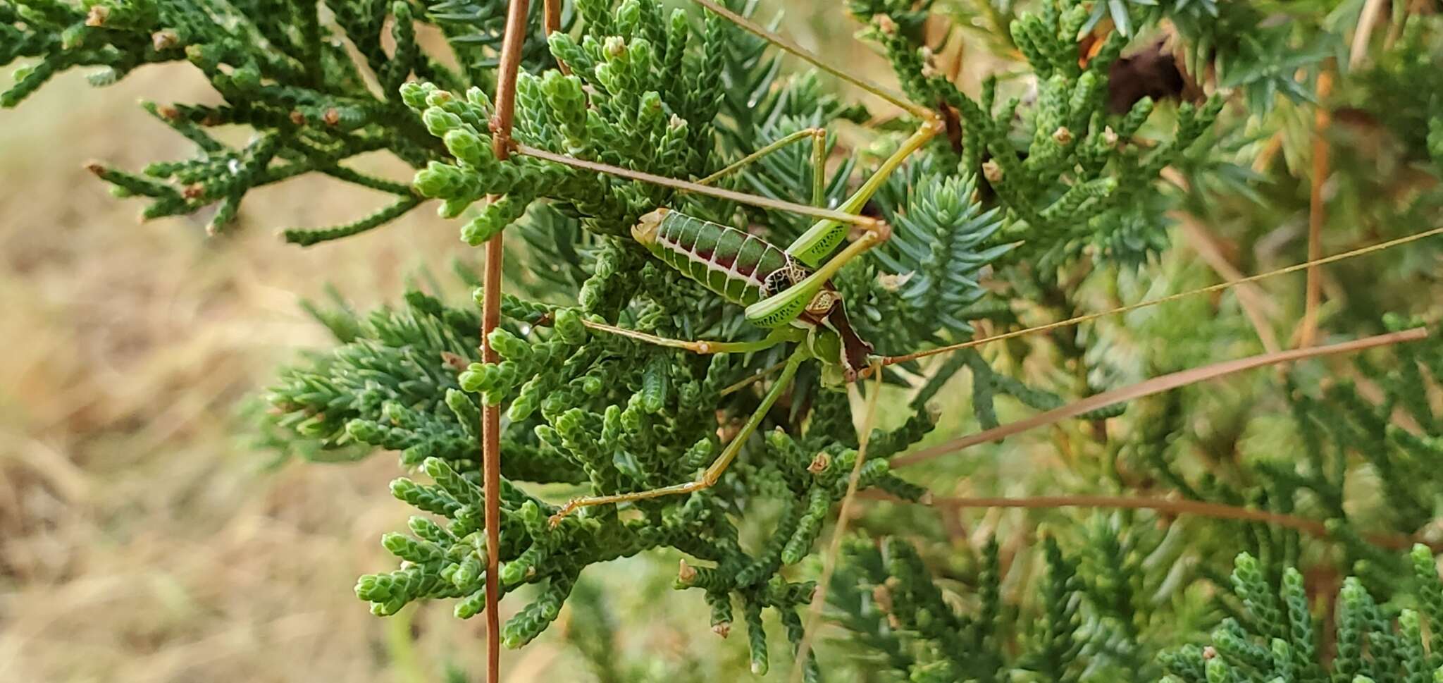 Image of Common Short-winged Katydid