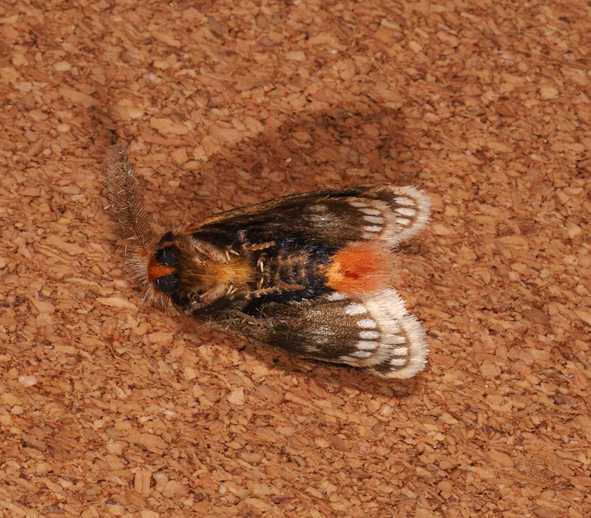 Image of Epicoma derbyana Strand 1929