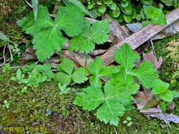 Image of Japanese honewort