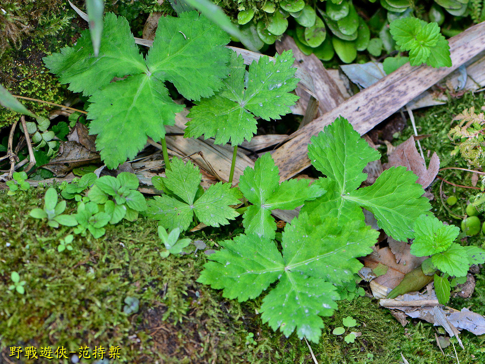 Image of Japanese honewort