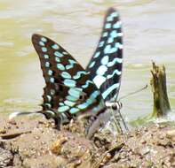 Слика од Graphium antheus (Cramer (1779))