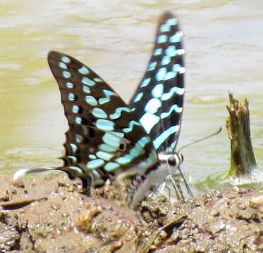 Imagem de Graphium antheus (Cramer (1779))