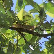 Austracris basalis (Walker & F. 1870)的圖片