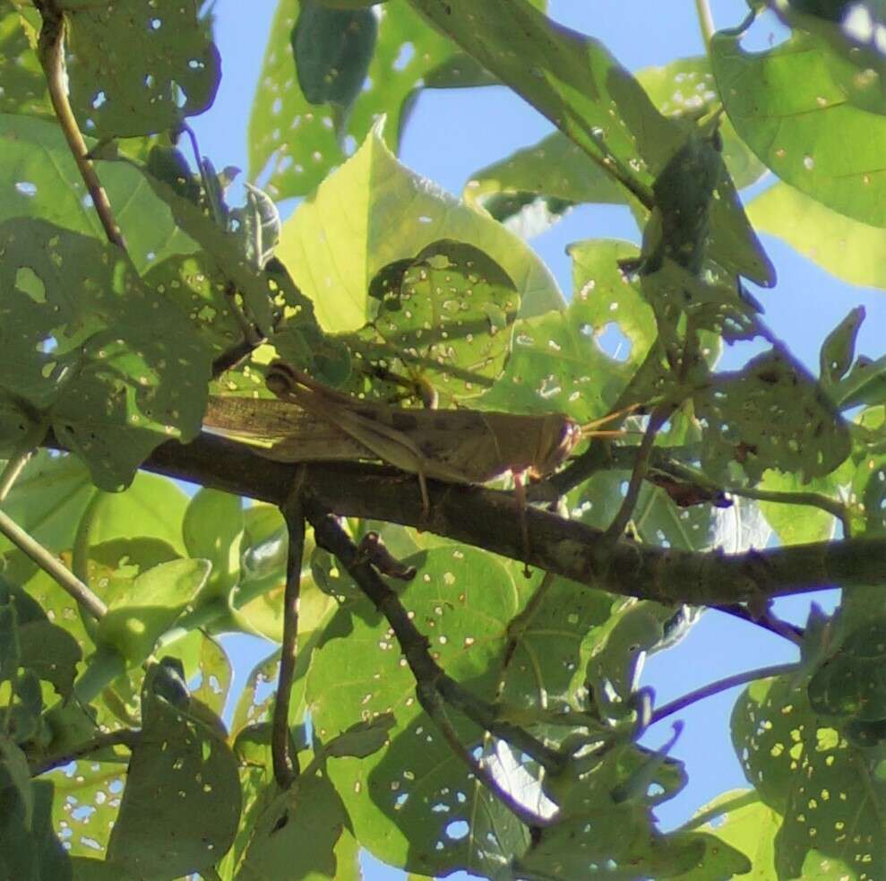 Austracris basalis (Walker & F. 1870) resmi