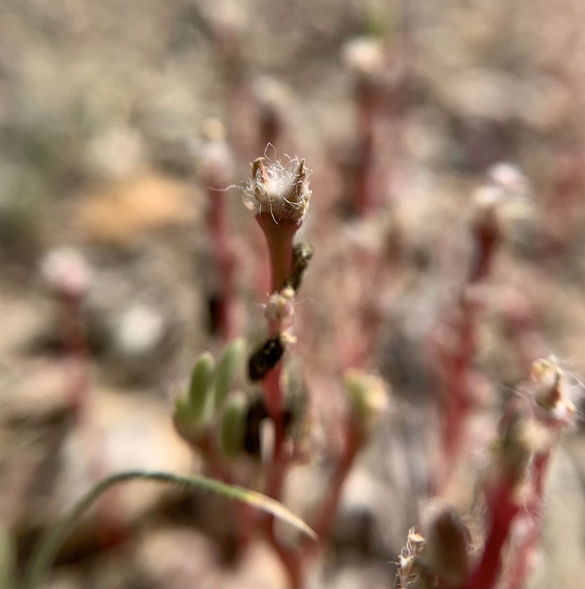 Image of silkcotton purslane