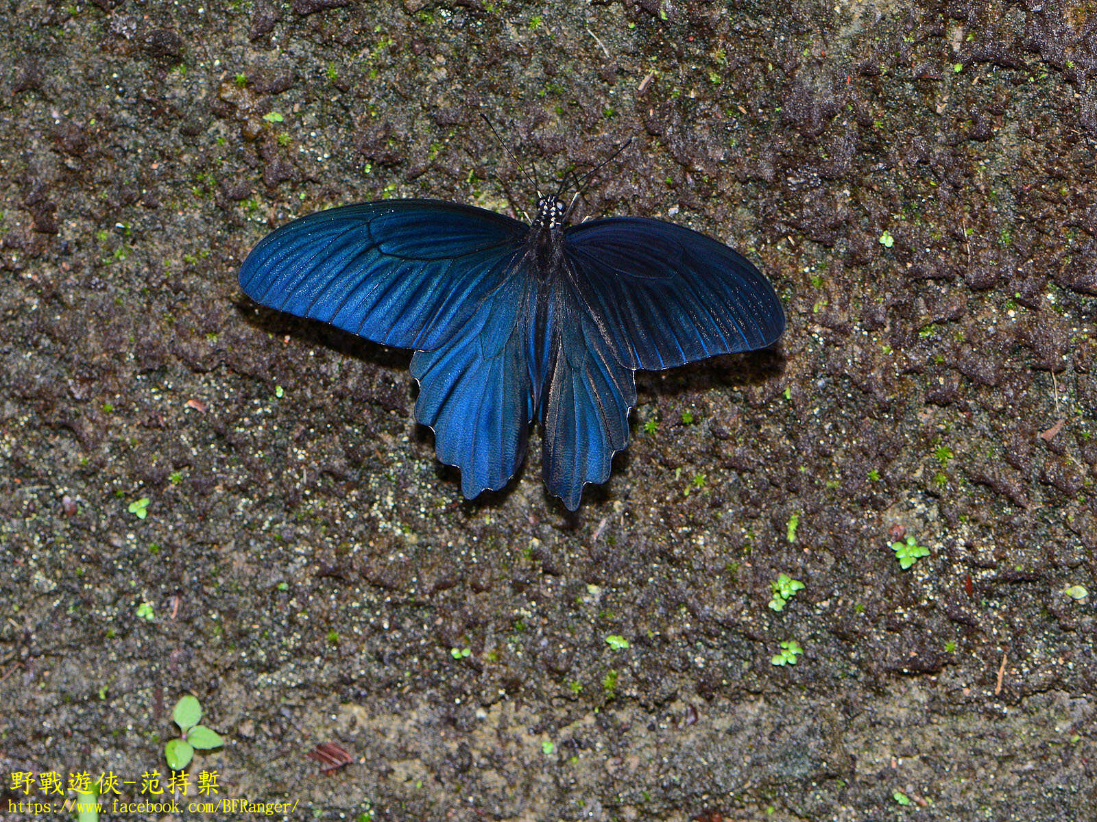 Image de Papilio thaiwanus Rothschild 1898