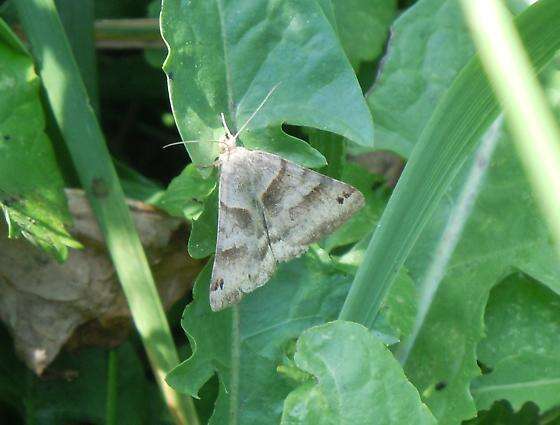 Image of Forage Looper