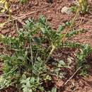 Image of Astragalus ampullarioides (S. L. Welsh) S. L. Welsh