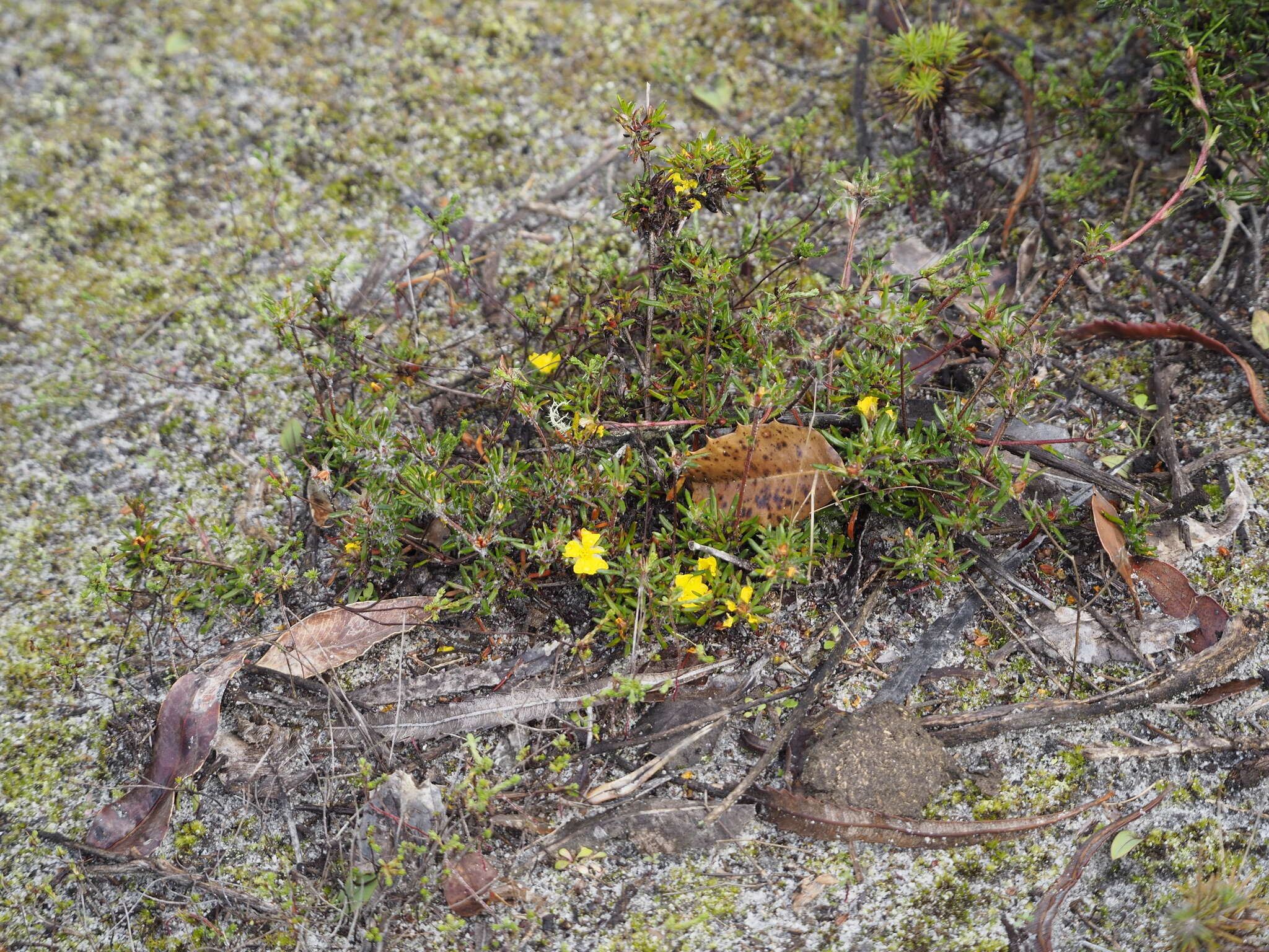 Hibbertia depressa Steud. resmi