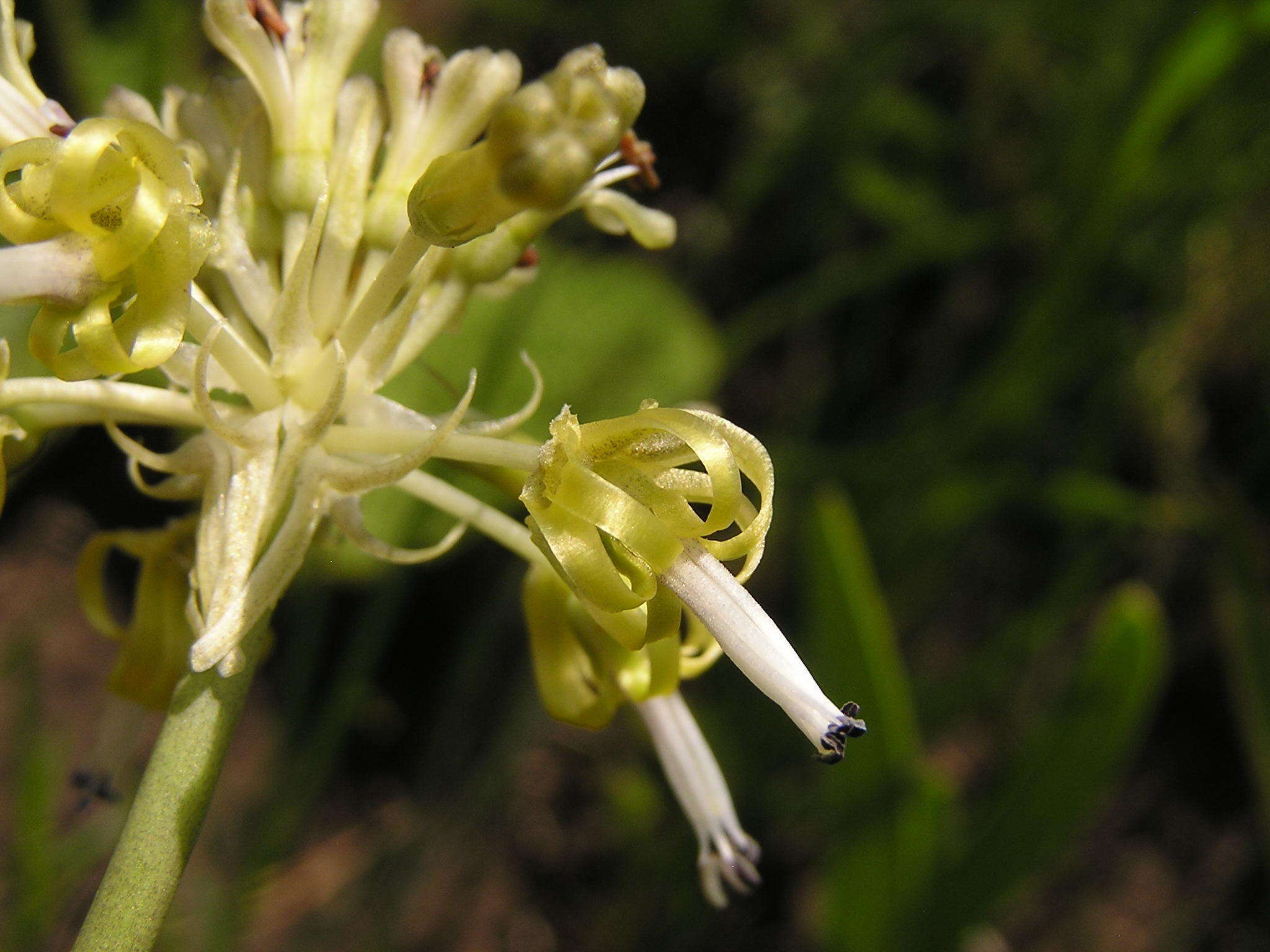 Imagem de Drimia sphaerocephala Baker