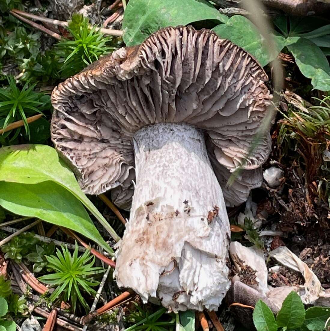 Image of Tricholoma atroviolaceum A. H. Sm. 1944