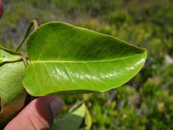 Image de Echites agglutinatus Jacq.