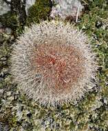 Image of Mammillaria rhodantha subsp. rhodantha