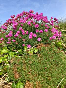 Image of thrift seapink