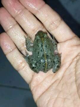 Image of Sumatran Puddle Frog