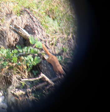 Image of Siberian Weasel