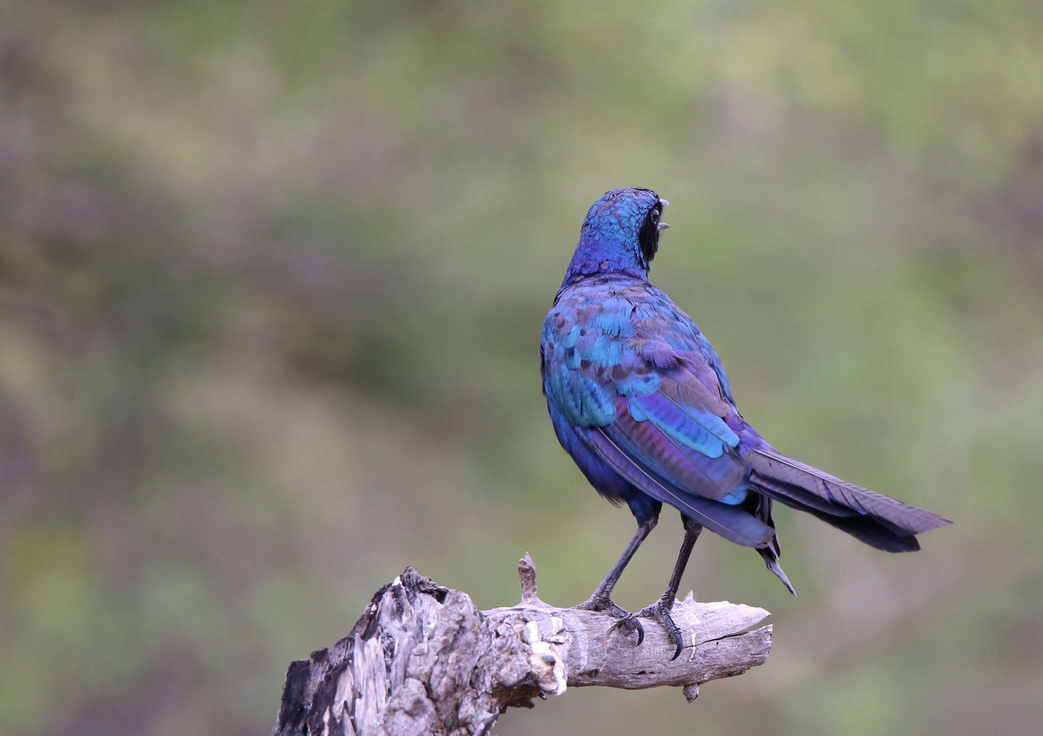 Image of Burchell's Glossy-Starling