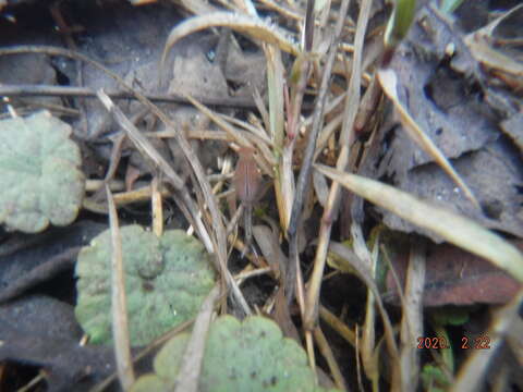 Image of Neglected Fairy Shrimp