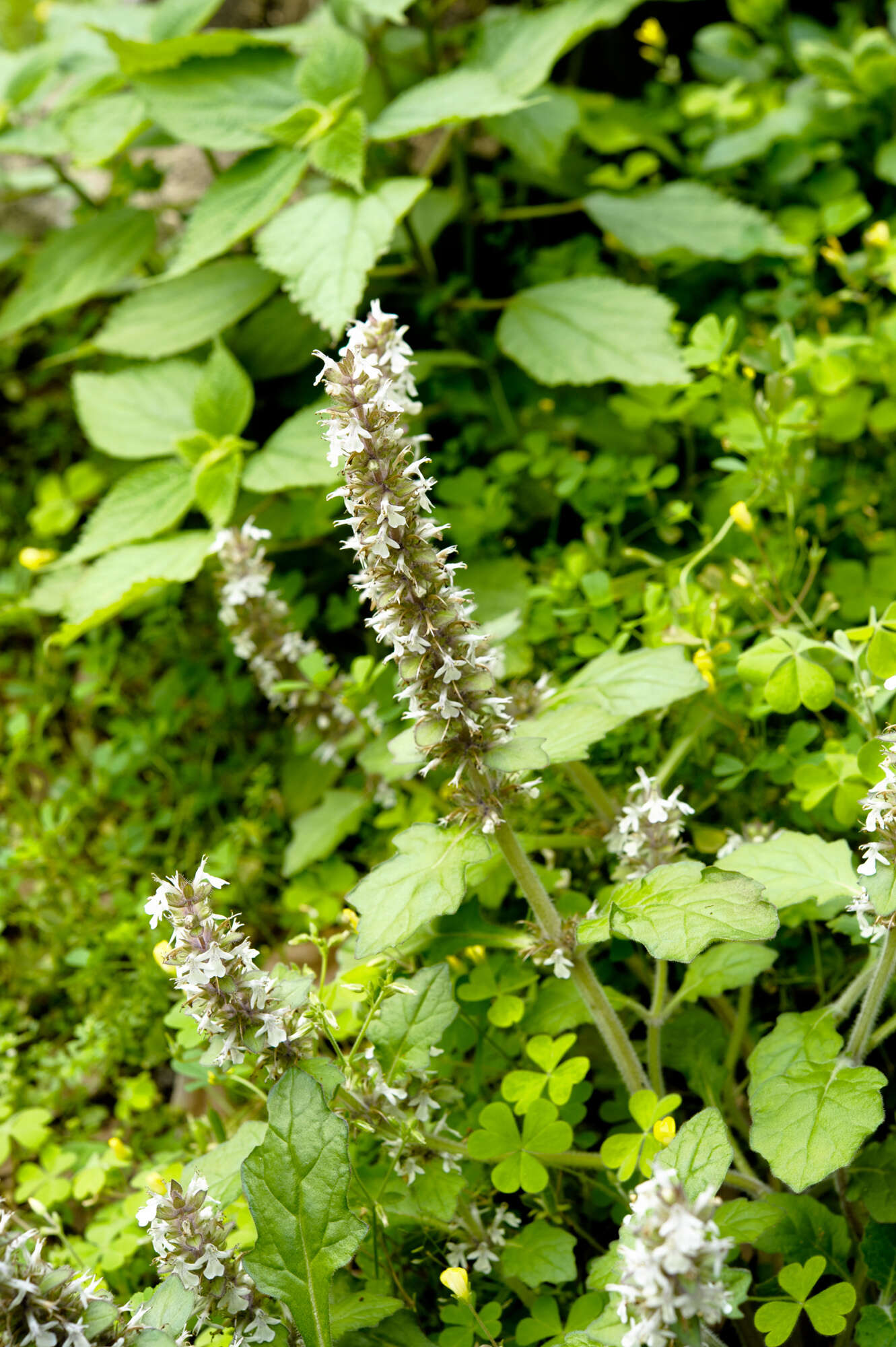 Image of Ajuga nipponensis Makino