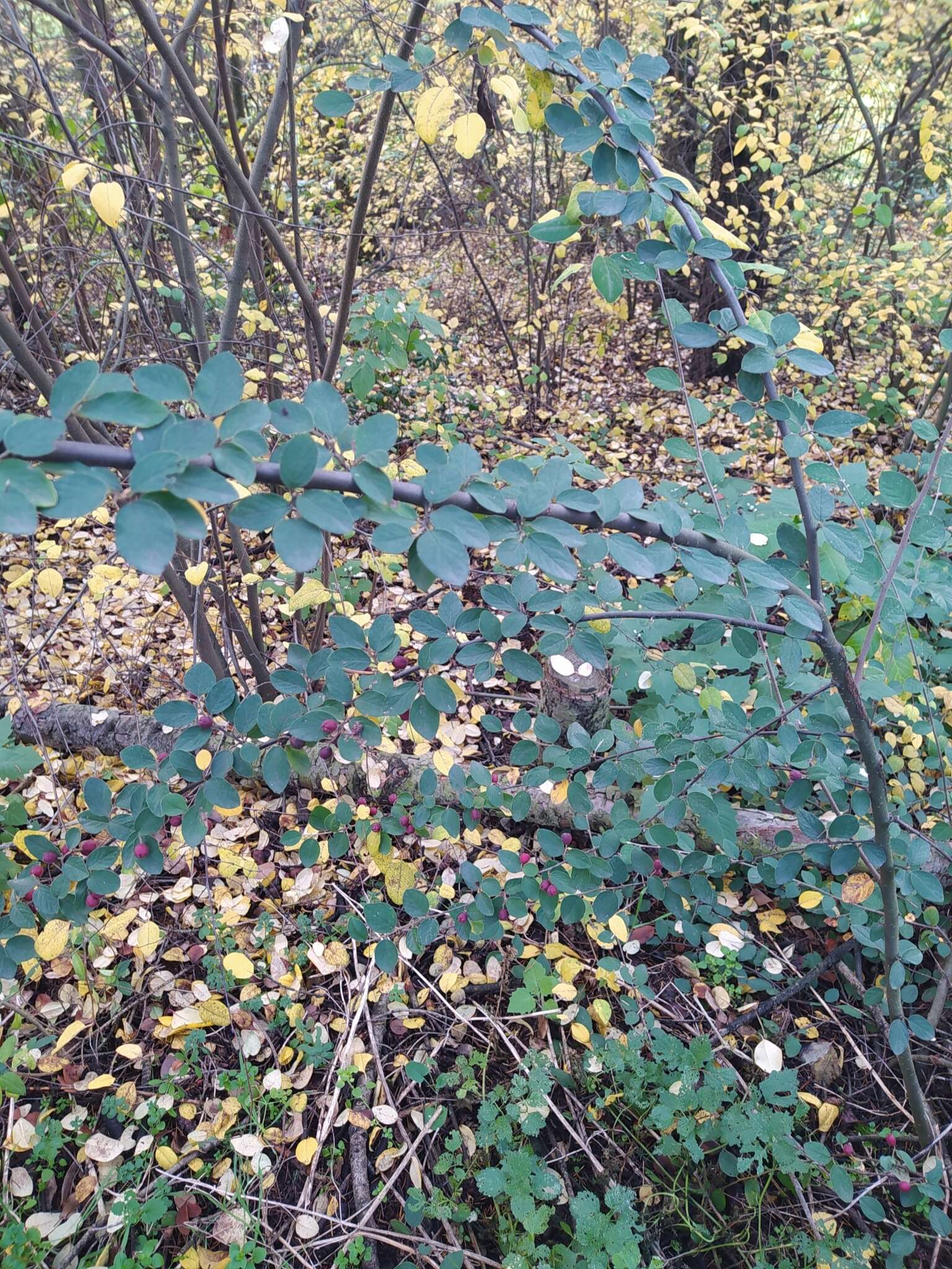 Image of Fang's cotoneaster