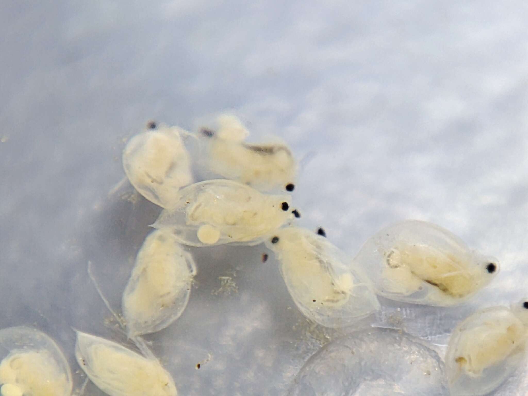 Image of Daphnia (Daphnia) obtusa Kurz 1874